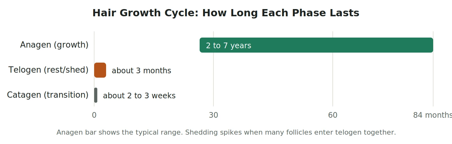 Chart showing how long the anagen, catagen and telogen hair growth phases last